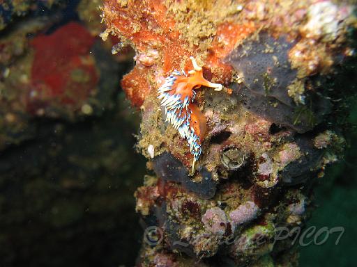 Falbellina exoptata 1.JPG - Océan  indien - Sultanat d'Oman